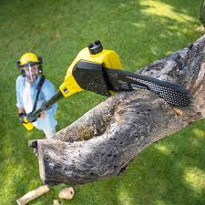 Best Seasonal Cleanup (Spring/Fall)  in Ronceverte, WV