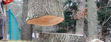 Best Tree Preservation Services  in Ronceverte, WV