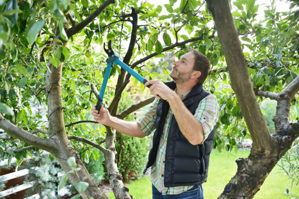 Best Root Management and Removal  in Ronceverte, WV